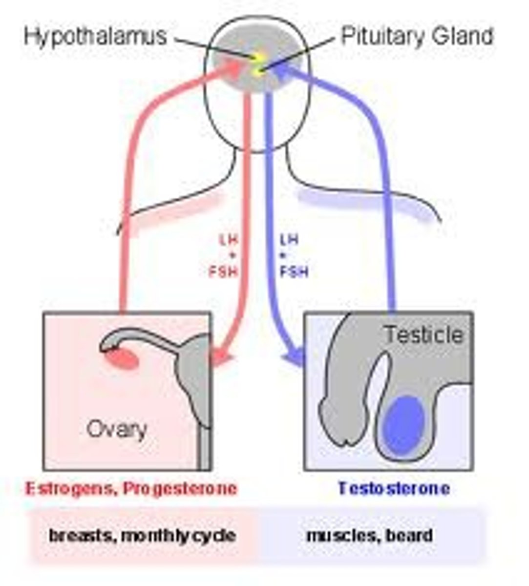 <p>Tropic hormone that in females causes ovulation and secretion of estrogen and progesterone. In males, stimulates production and secretion of testosterone</p>
