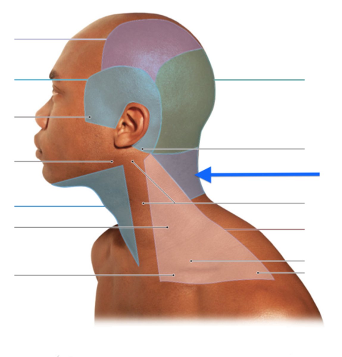 <p>back of neck</p>
