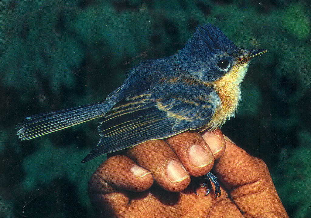 <p>Guam Flycatcher</p>