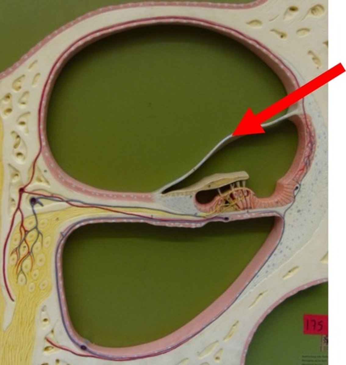 <p>vestibular membrane/ Reissner's membrane</p>