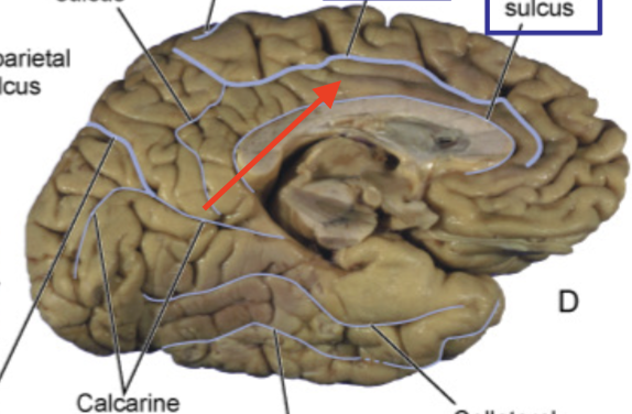 <p>part of limbic lobe</p>