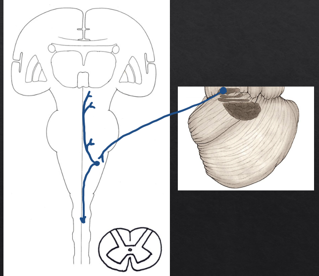 <p>(fastigiobulbar projection) Fastigial nucleus→Inferior cerebellar peduncle→ Vestibular nuclei</p><p>(vestibulospinal and vestibuloocular projections) Vestibular nuclei→ Medial longitudinal fasciculus→ CN III, IV, VI nuclei and medial motor nucleus in spinal cord.</p>