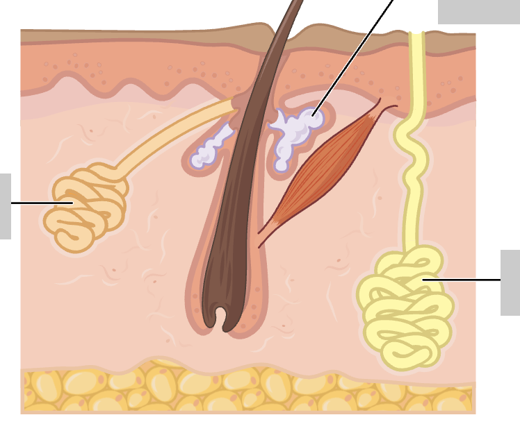 <p>label the glands</p>