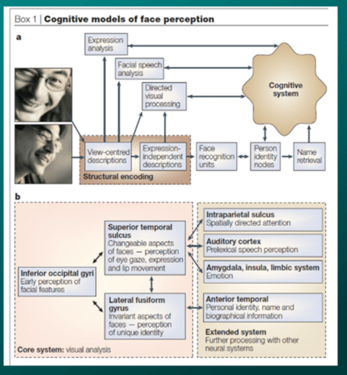 <p>cognitive model of face perception which overlaps the Bruce and Young- but explores core and extended neural systems</p>
