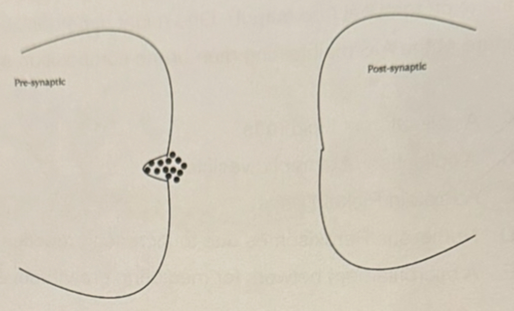 <p><span>An acetylcholine neuron has been stimulated and the first synaptic vesicle fuses with the plasma membrane. Acetylcholine is most likely to move to and bind receptors on the postsynaptic cell via the following process.</span></p>