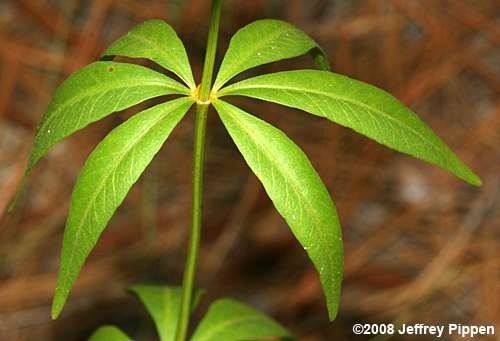 What type of leaf pattern is shown in the image?
