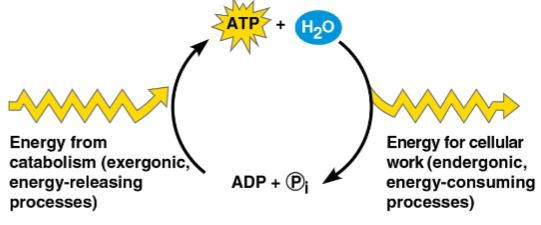 <p>ATP cycle</p>
