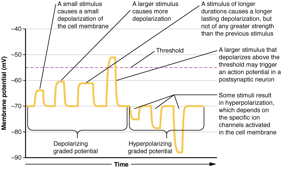 <p>-55 mV. Once the trigger zone (axon hillock) reaches a charge of -55 mV the action potential will spread through the axon and the neuron will fire an action potential.</p>