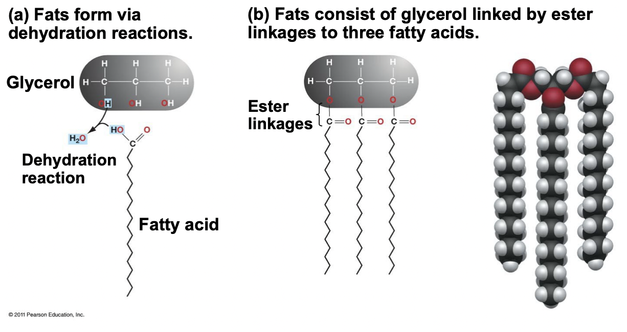 <p>Made of three fatty acids and one glycerol connected by ester linkages, formed through dehydration reactions.</p><ul><li><p>Fats have NO double bonds, packed together closer, van Der Waals is stronger</p></li><li><p>Fats have AT LEAST one double bond, packed together less closely, van Der Waals is weaker</p></li></ul>