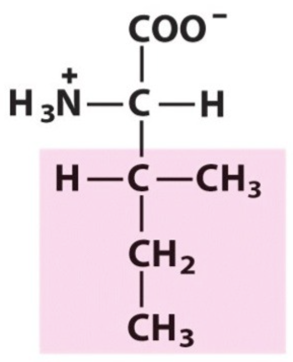 <p>Name the amino acid.</p>