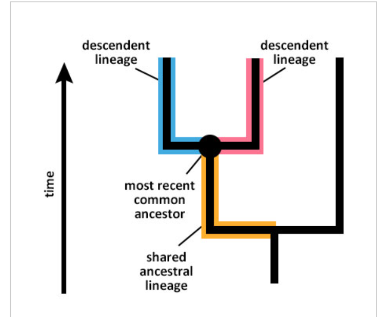 <p>To find the most recent common ancestor of a set of taxa on a phylogenetic tree, follow each taxon’s lineage back in time (towards the base of the tree) until all the lineages meet up. </p>