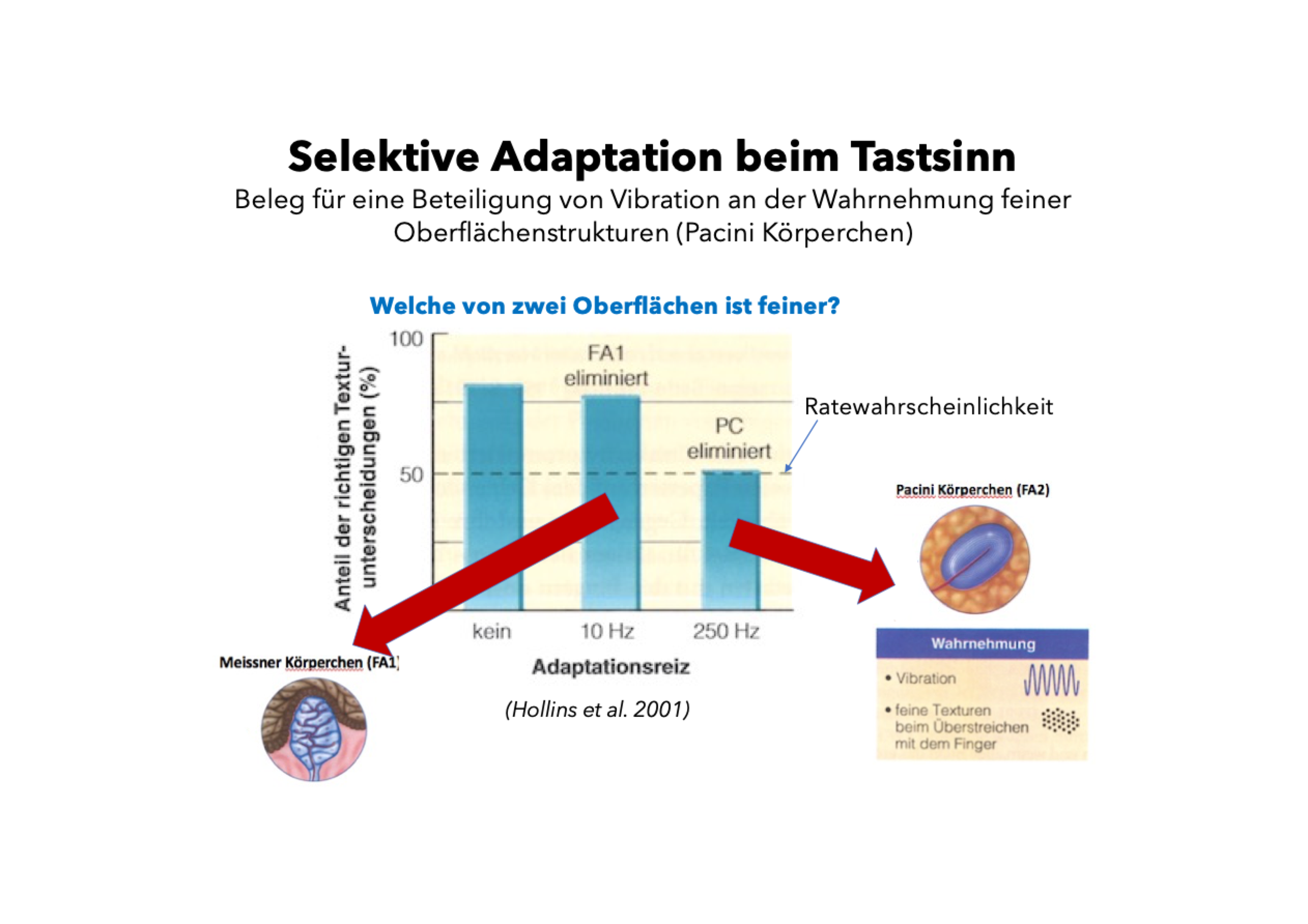 <p>Die Studie von <strong>Hollins et al. (2001)</strong> untersuchte, welche Mechanorezeptoren für die Wahrnehmung feiner Oberflächenstrukturen verantwortlich sind.</p><p class="p2"></p><p class="p3"><span data-name="test_tube" data-type="emoji">🧪</span> <strong>Methode: </strong>Teilnehmende wurden mit Vibrationsreizen adaptiert:</p><ul><li><p class="p1"><strong>kein Reiz</strong></p></li></ul><ul><li><p class="p1"><strong>10 Hz</strong> (eliminiert Meissner-Körperchen, FA1)</p></li><li><p class="p1"><strong>250 Hz</strong> (eliminiert Pacini-Körperchen, FA2)</p></li></ul><p></p><p class="p2"></p><p class="p3"><span data-name="bar_chart" data-type="emoji">📊</span> <strong>Ergebnis: </strong>Nur bei <strong>250 Hz</strong> sank die Fähigkeit zur Texturunterscheidung deutlich (also wenn die Pacini-Körperchen eliminiert wurden).</p><p class="p2"></p><p class="p3"><span data-name="pushpin" data-type="emoji">📌</span> <strong>Fazit: Pacini-Körperchen (FA2)</strong> sind entscheidend für die Wahrnehmung feiner Texturen über Vibration.</p>