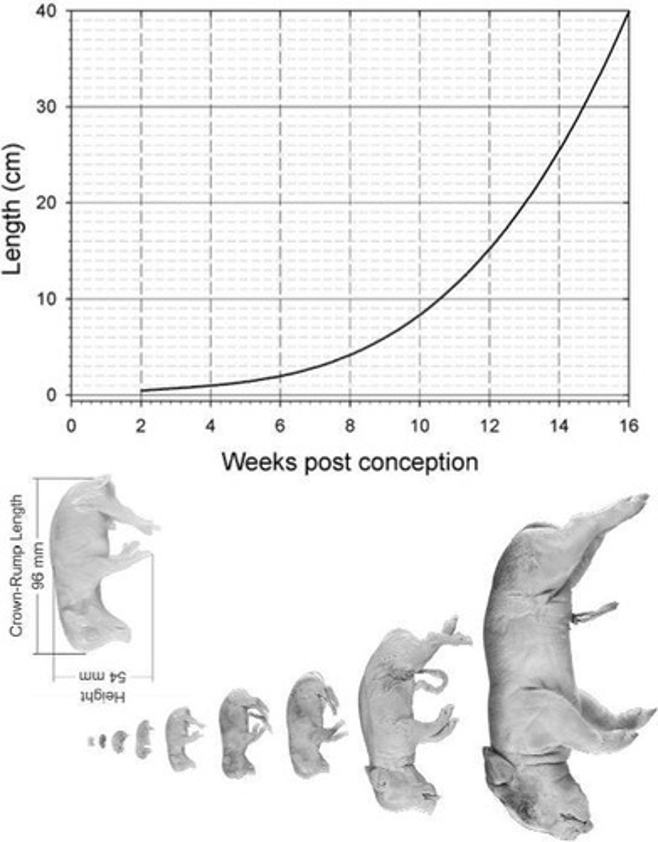 <p>Crown-rump length is used to assess fetal growth and development during pregnancy.</p>