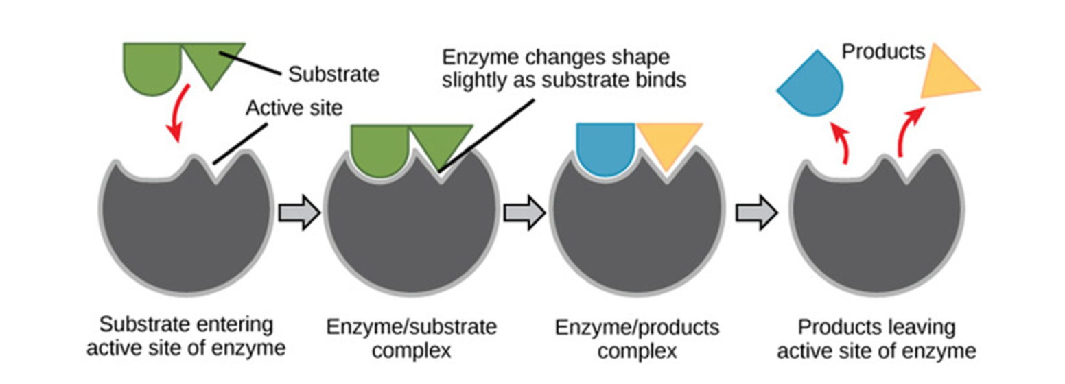 <ul><li><p>takes larger structures (like proteins, fats or tissues) and breaks them down into smaller units (such as cells or fatty acid)</p></li></ul><p>(digesting food)</p><p>BREAKING</p>