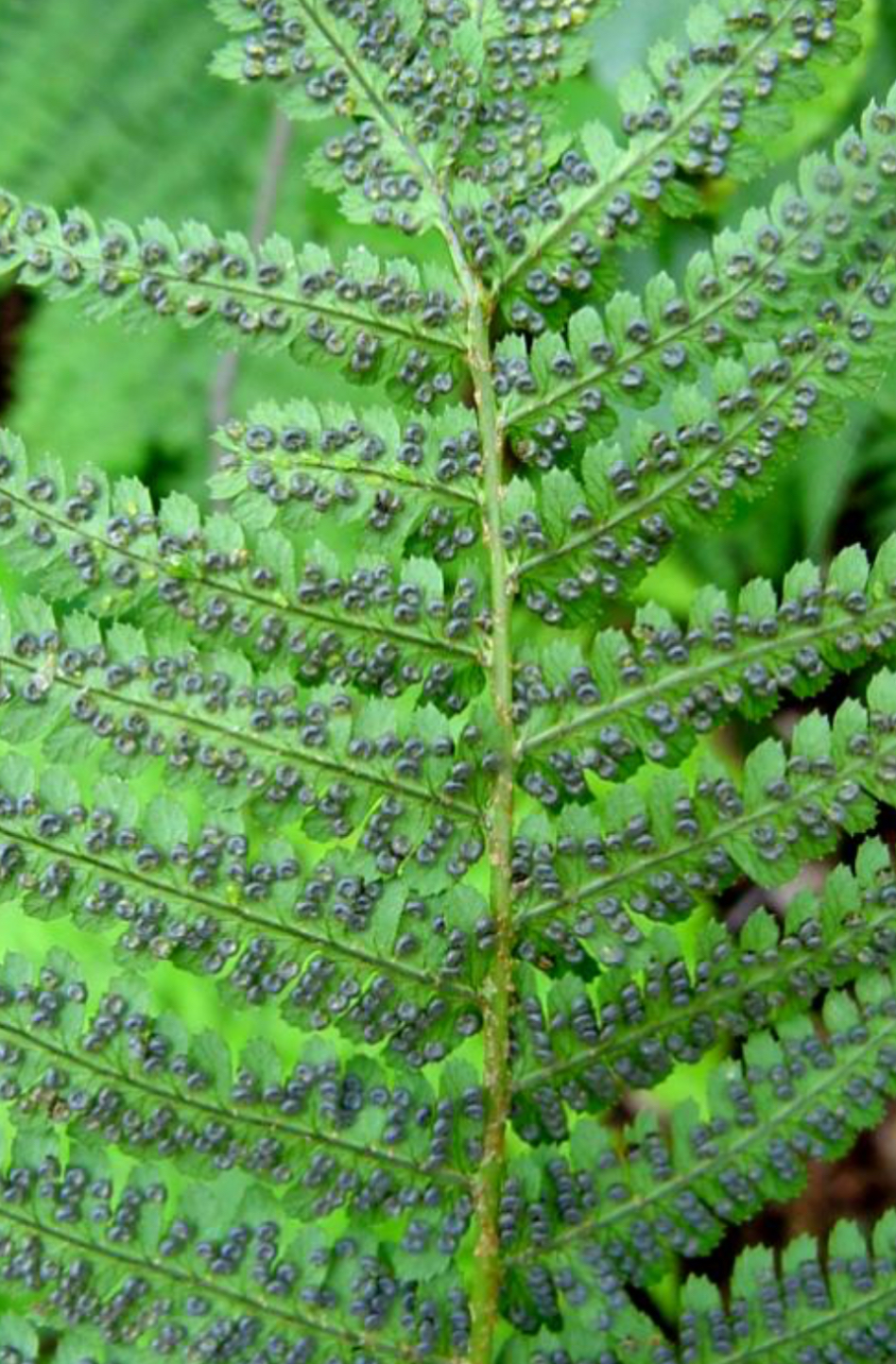 <p>Coastal woodfern</p>