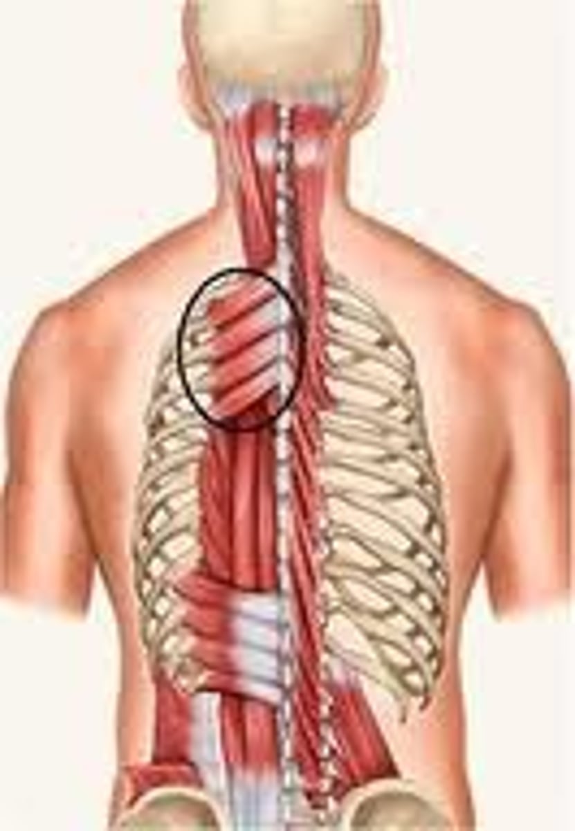 <p>Origin:</p><p>Spinous processes of C7-T3</p><p>Insertion:</p><p>superior border of ribs 2-5</p><p>Action:</p><p>elevates ribs, aids in inhalation</p>