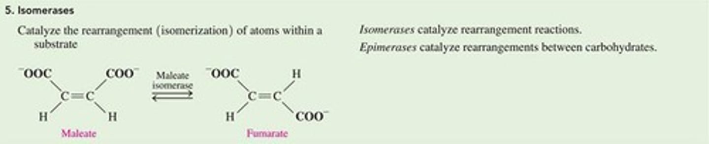<p>They rearrange molecules to convert one isomer into another.</p>