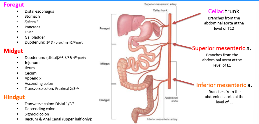 <p>Inferior mesenteric artery: Branches from the abdominal aorta at the level of L3</p>