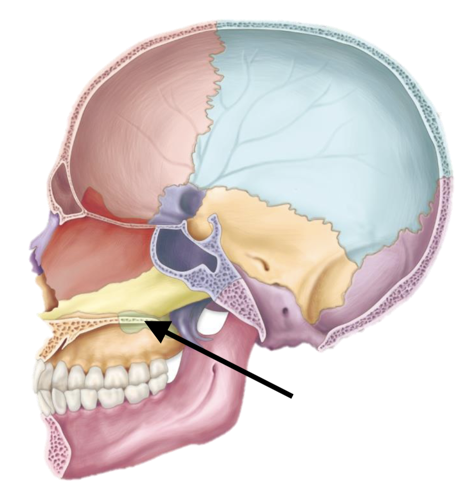 <p>Name the bone</p>