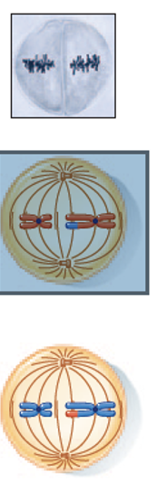 <p>The sister chromatids align at the equatorial plane.</p>