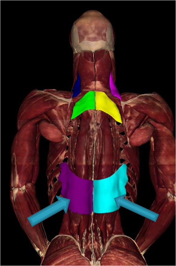 <p><strong>Origin: </strong>T11-L2</p><p><strong>Insertion: </strong>ribs 9-12</p><p><strong>Innervation: </strong>intercostal nerves</p><p><strong>Action:</strong> depress lower ribs aiding in inspiration</p>