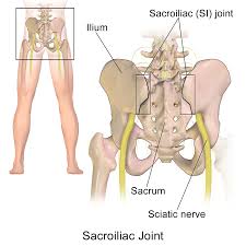 <p>Sacroiliac Joint</p>