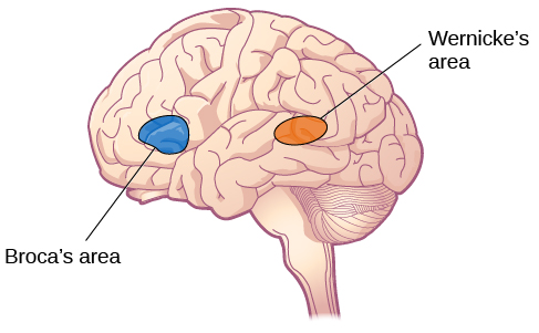 <p>essential for language production</p>