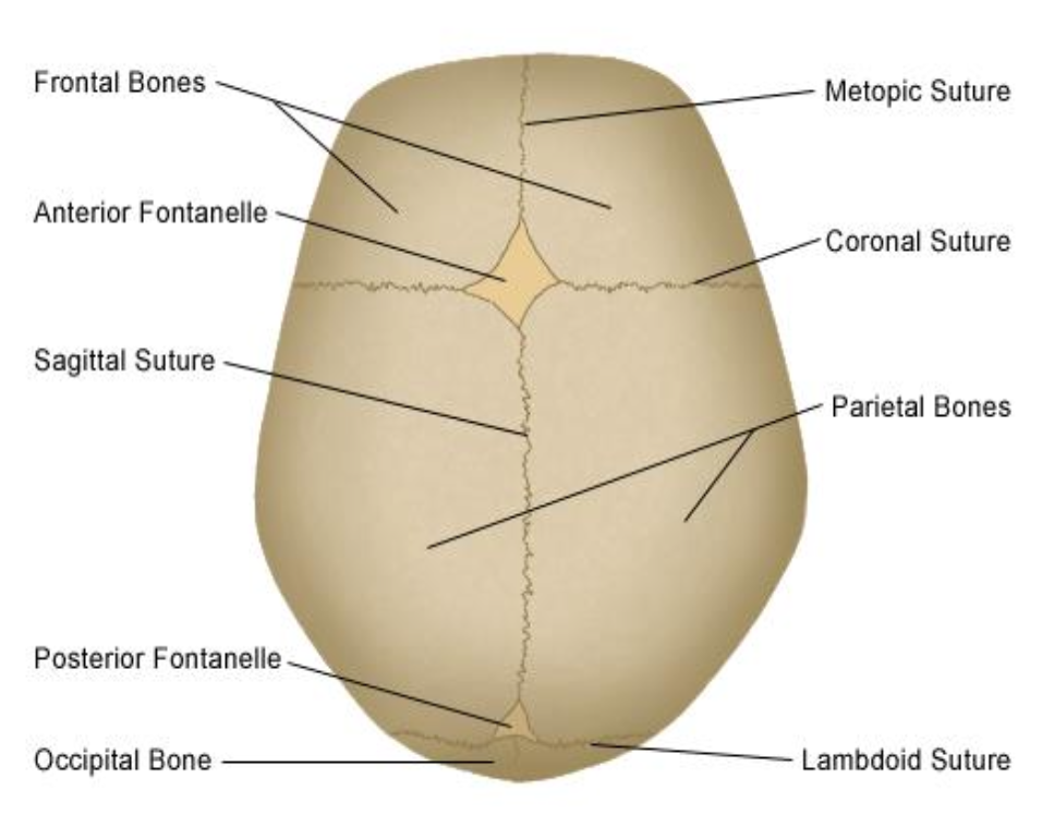 <p>Largest fontanelle at junction of sagittal, coronal, and metopic sutures; closes ~2 years.</p>