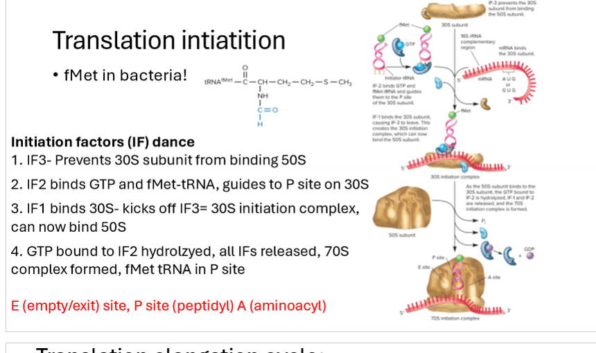 <ul><li><p>Fmet amino acid on end of first tRNA</p></li><li><p>Initiation factor IF3 prevents small ribosome subunit (30s) from binding to large subunit (50s)</p></li><li><p>IF2 binds GTP and fmet-tRNA, guides them to P site on 30s subunit</p></li><li><p>IF1 binds 30s, kicking off IF3, kicking off !F3 initiation complex so it can bind 50s</p></li><li><p>GTP bound to IF2 hydrolyzed, all IFs released</p></li><li><p>70s complex formed, fMet TRNA in P site and A site open</p></li></ul><p></p>