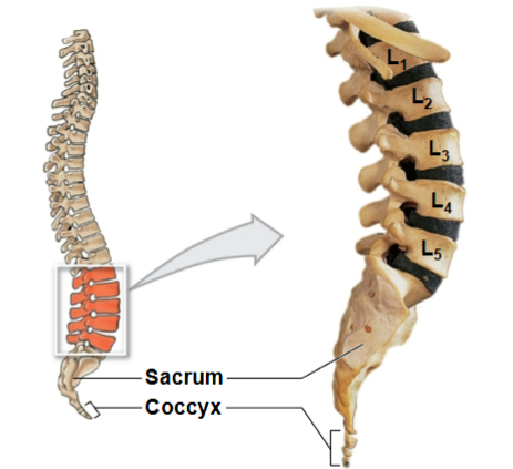 <p><span style="color: rgb(252, 251, 251);">– block-like body & short thick spinous process</span><span style="color: rgb(252, 251, 251);"><br></span><span style="color: rgb(252, 251, 251);">– superior articular process pointing posteromedial</span><span style="color: rgb(252, 251, 251);"><br></span><span style="color: rgb(252, 251, 251);">– inferior articular process pointing anterolateral</span><span style="color: rgb(252, 251, 251);"><br></span><span style="color: rgb(252, 251, 251);">– spinal cord ends at superior area of L2</span><span style="color: rgb(252, 251, 251);"><br></span><span style="color: rgb(252, 251, 251);">– Spinal/lumbar ‘tap’ performed between L3 and L4 or L4 and L5 to minimize injury to spinal cord</span></p>