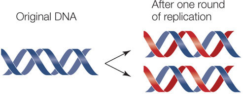 <p>each replicated DNA is made of one “old” and one “new” strand, but identical in the genetic info they hold</p>