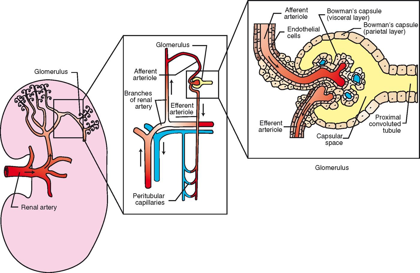 <ul><li><p><span><span>LARGE supply</span></span></p><ul><li><p><span><span>~25% of CO</span></span></p></li><li><p><span><span>All circulating blood passes through every 4-5 min</span></span></p></li></ul></li><li><p style="text-align: left;"><span><span>renal artery (branch off aorta) enters at hilus</span></span></p></li><li><p style="text-align: left;"><span><span>subdivides to become series of afferent glomerular arterioles</span></span></p></li><li><p style="text-align: left;"><span><span>afferent glomerular arterioles carry blood to renal corpuscle </span></span></p></li><li><p style="text-align: left;"><span><span>glomerular capillaries filter some plasma out of the blood: glomerular filtrate</span></span></p></li><li><p style="text-align: left;"><span><span>Blood leaves glomerulus and enters efferent glomerular arteries</span></span></p></li></ul><p></p>