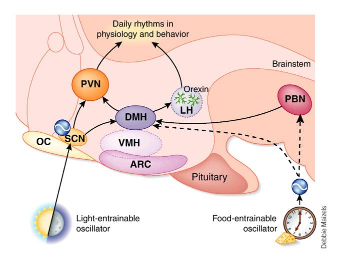 <p>hypothalamus</p><p>Circadian rhythm.</p><p></p>