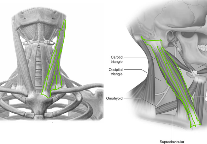 <p>flexes and laterally rotates the head</p>