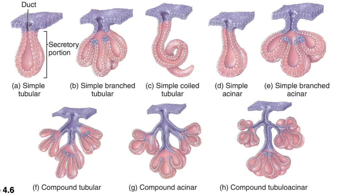 <p>simple tubular, simple branched tubular, simple coiled tubular, simple acinar, simple branched acinar, compound tubular, compound acinar, compound tubuloacinar </p>