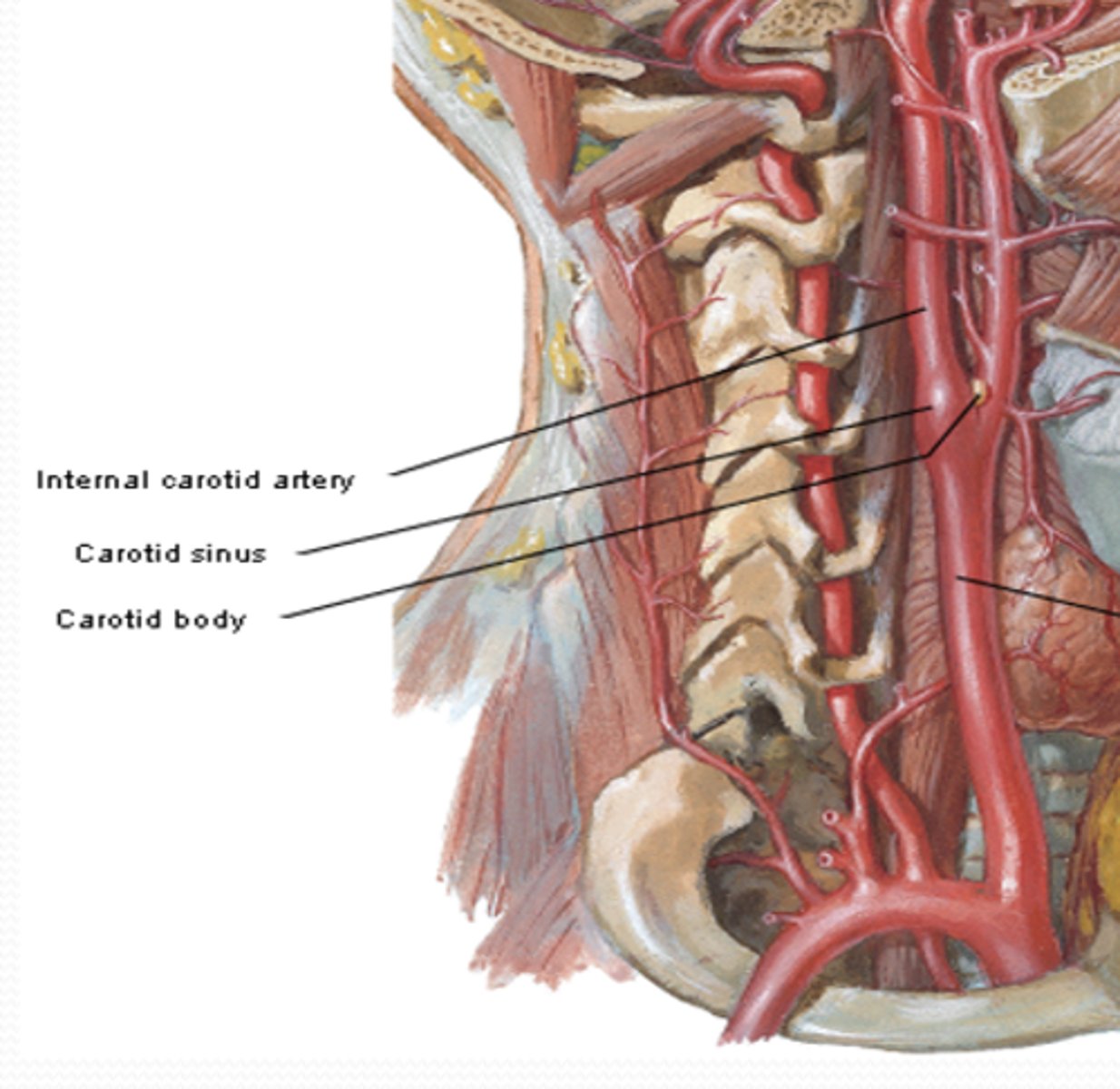 <p>What artery is the carotid sinus found? What is its function?</p>