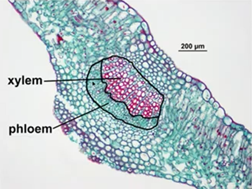 <p>including epidermis, palisade cells on top and mesophyll on the bottom</p>