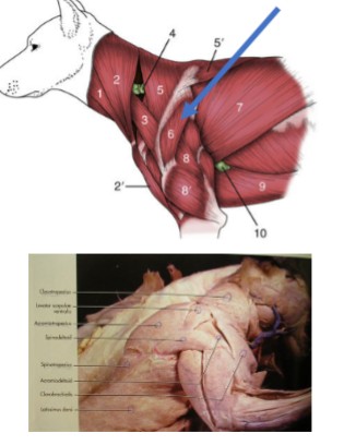 <p>two separate muscle bellies in the cat (spinodeltoid &amp; acromiodeltoid)</p><p>Origin: scapular spine (at or near the acromion)</p><p>Insertion: deltoid tuberosity of the humerus</p><p>Action: flex the shoulder</p>