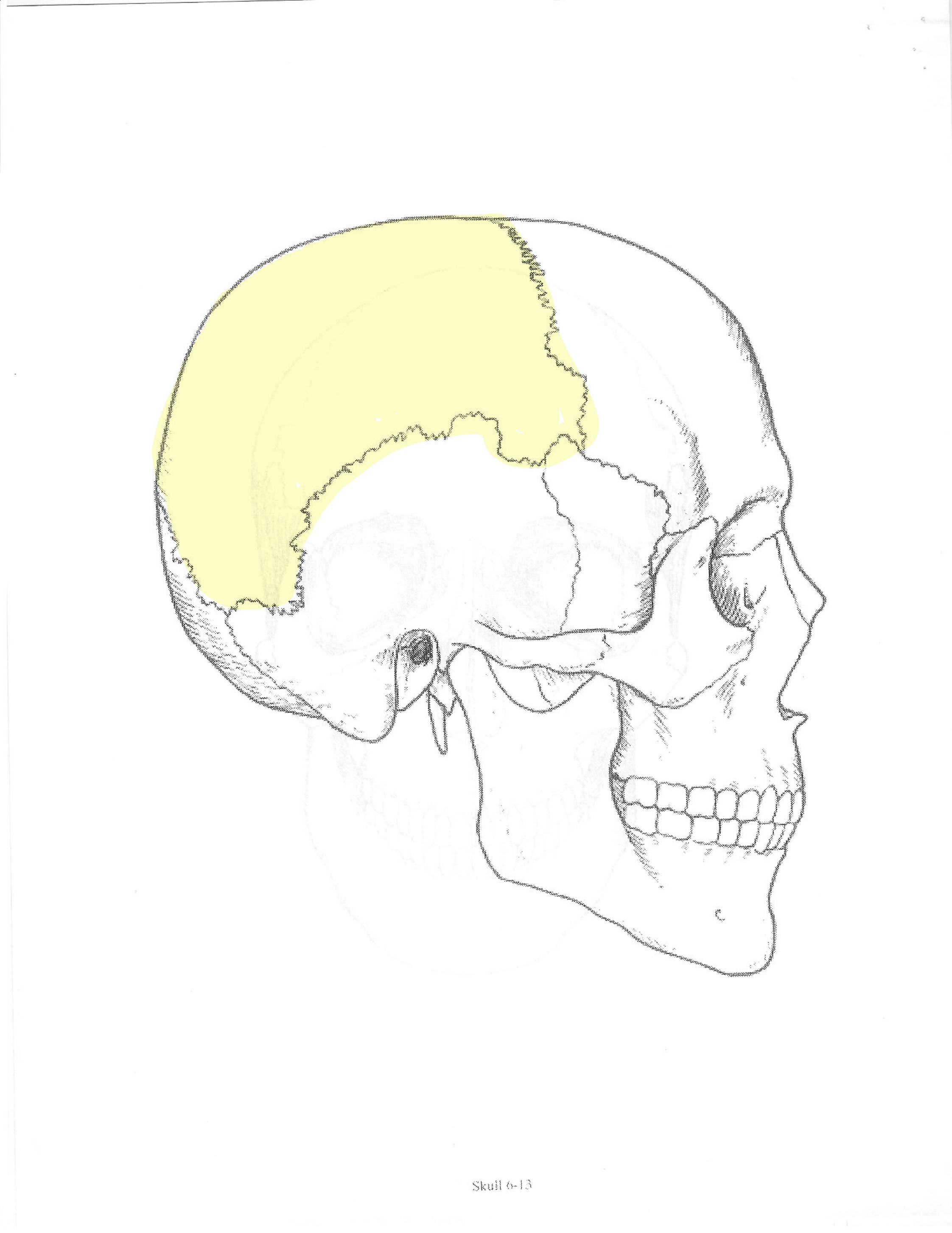 <p>ID bone</p>