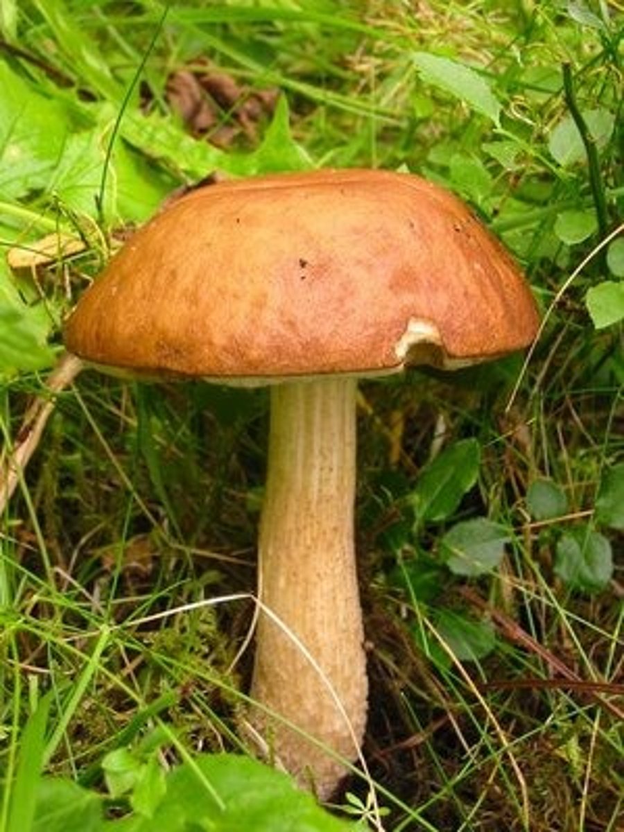 <p>mushroom</p>