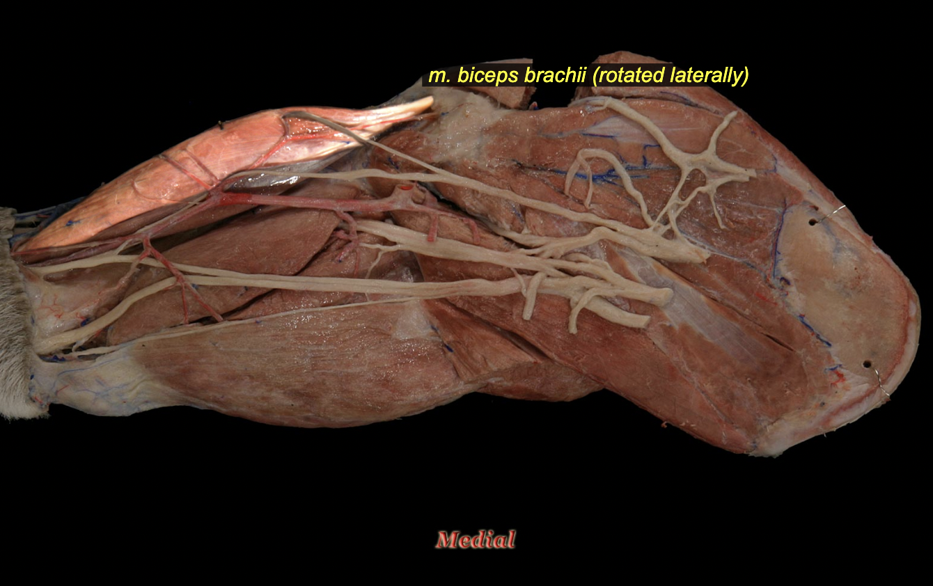 <p><span>O: supraglenoid tubercle of the scapula</span><br><span>I: ulnar and radial tuberosities</span></p><p>N: musculocutaneous n.<br><span>A: elbow flexion, shoulder extension</span></p>