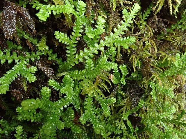 <p>Club moss</p>