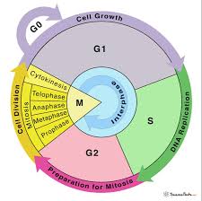 <p>Define the G1 phase of the cell cycle</p>