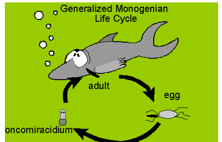 <p><span>egg-&gt; onchomiracidium -&gt; adult</span></p>