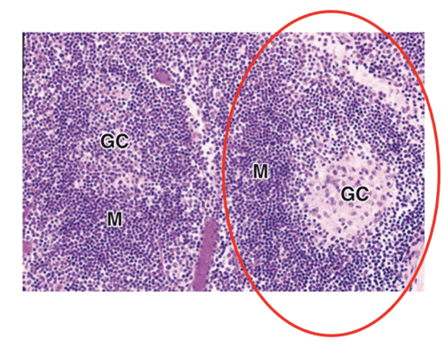 <p>What are the staining characteristics and type of cells in the peripheral mantle of secondary lymphoid nodules? </p>