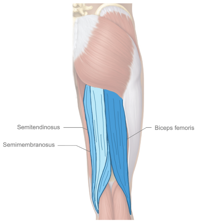 <p>extends thigh, flexes leg</p><p></p>