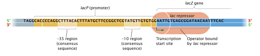 <p><strong>Operator</strong><br>āPart of the operon that helps determine whether transcription can take place<br>āOverlaps with the 3' end of the promoter and the 5' end of the transcription start site of the first structural gene<br>āOperator sequence is unique for each operon</p>