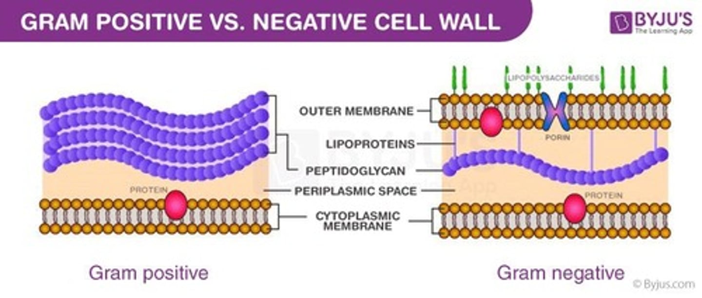 <p>• Stain purple</p><p>• Thick peptidoglycan layer in cell wall</p><p>• No outer membrane</p><p>• Does not produce endotoxins</p><p>• Teichoic acids increase cell wall flexibility</p>