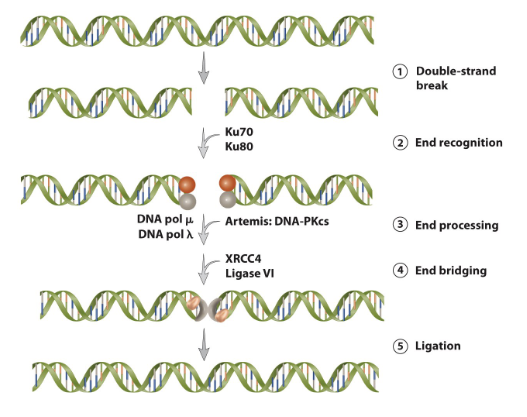 <ol><li><p><span> <strong>Double-strand break.</strong> </span></p><ul><li><p><span>induced by ionizing radiation.</span></p></li></ul></li><li><p><span><strong>End recognition</strong>. </span></p><ul><li><p><span>Broken ends are recognized by heterodimers of</span><br><span>Ku70/Ku80.</span></p></li></ul></li><li><p><span><strong>End processing</strong>. </span></p><ul><li><p><span>endonuclease Artemis activated by the DNA-dependent protein kinase catalytic subunit (DNA-PKCS). DNA polymerase (pol) “u” or pol “y” fill-in gaps and extend 3′ or 5′ overhangs.</span><br></p></li></ul></li><li><p><span><strong> End bridging </strong></span></p><ul><li><p><span>Ligase complex XRCC4-DNA ligase IV is recruited to the damaged site and forms a bridge.</span></p></li></ul></li><li><p><span><strong>Ligation</strong>:</span></p><ul><li><p><span>broken ends ligated by the XRCC4-DNA ligase IV complex.</span></p></li></ul></li></ol><p><br></p>