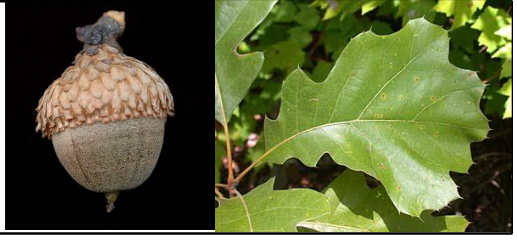 <p>Fagaceae</p><p>Quercus velutina</p>